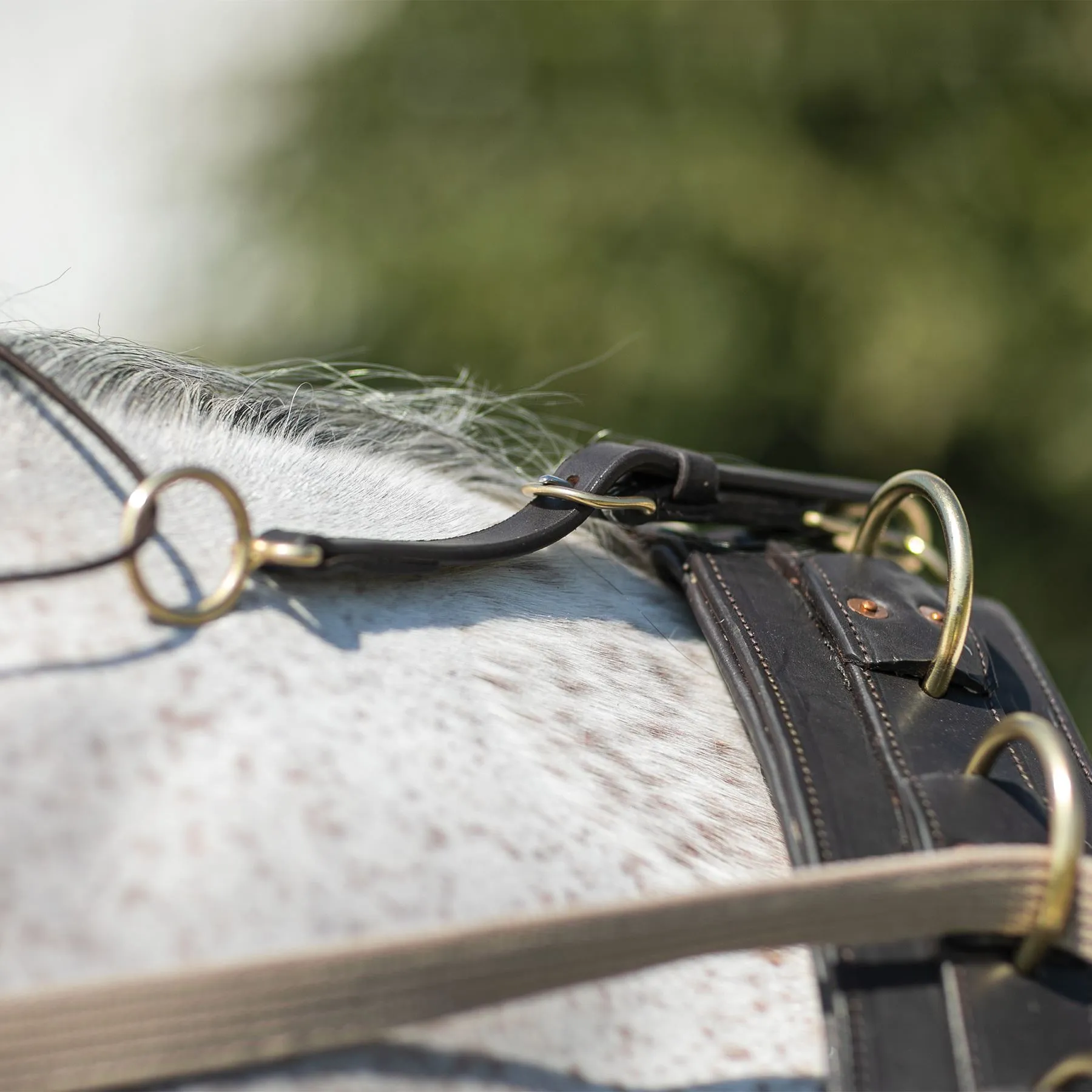 Billy Royal® Multi-Ring Training Surcingle 3 Billy Royal® Multi-Ring Training Surcingle - Image 3