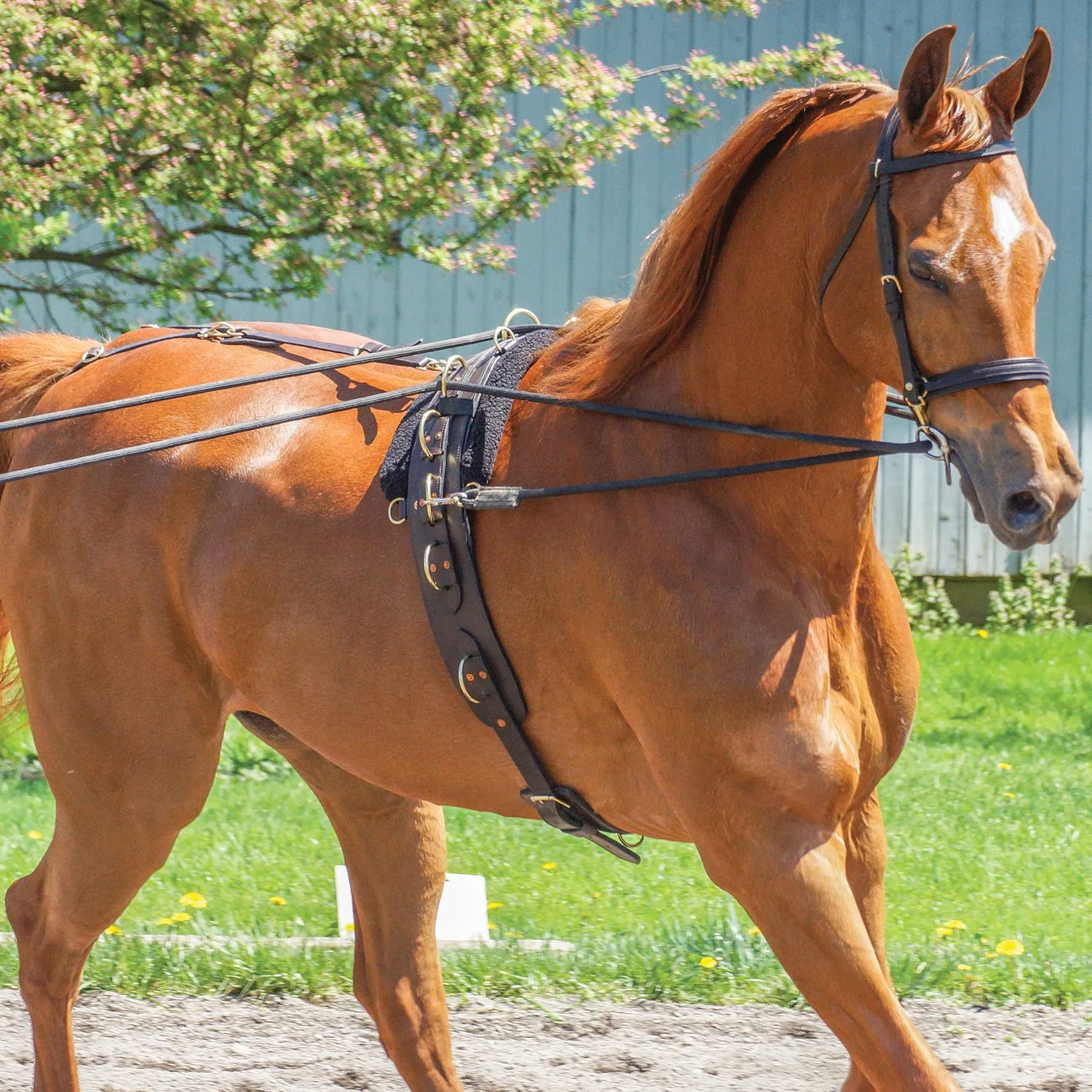 Premier® Premier Multi-Ring Surcingle 5 Premier® Premier Multi-Ring Surcingle - Image 5