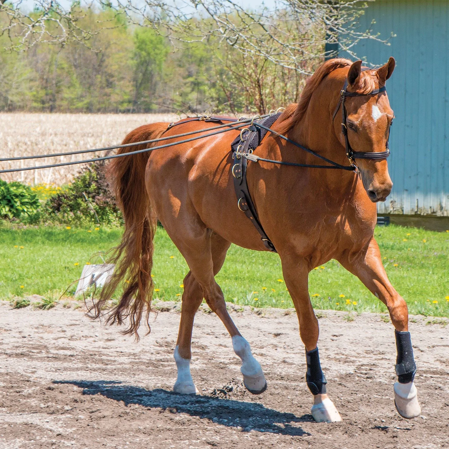 Dura-Tech® MCR Long Lines 30' 2 Dura-Tech® MCR Long Lines 30' - Image 2