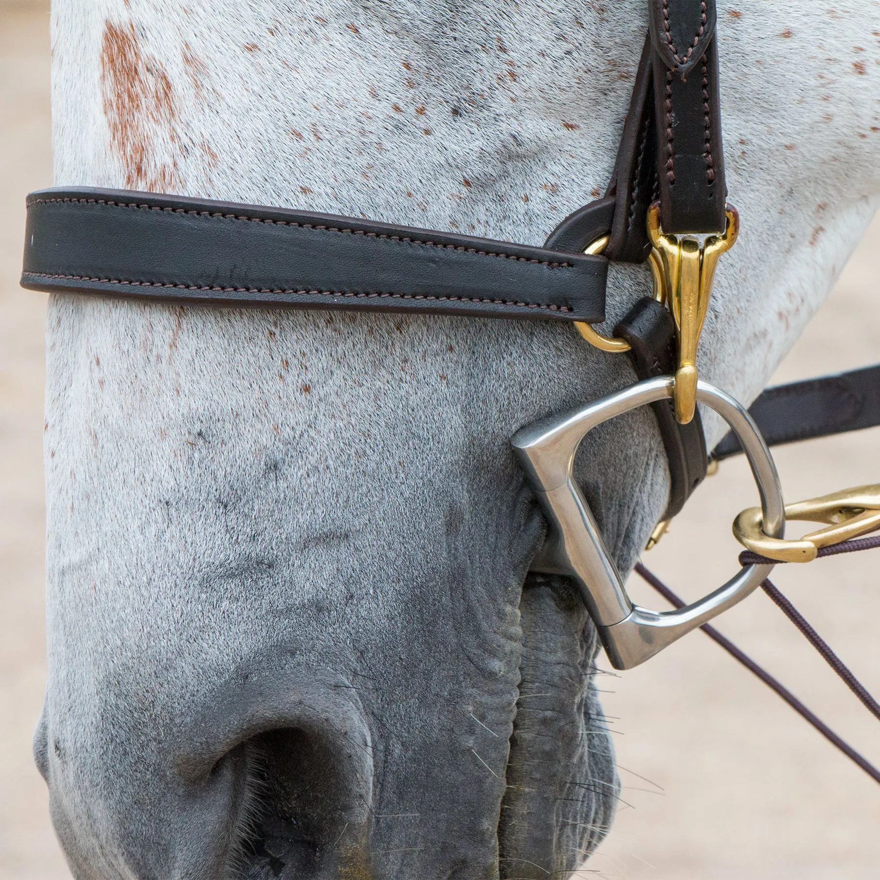 Billy Royal® Flared Nose Training Caveson 2 Billy Royal® Flared Nose Training Caveson - Image 2