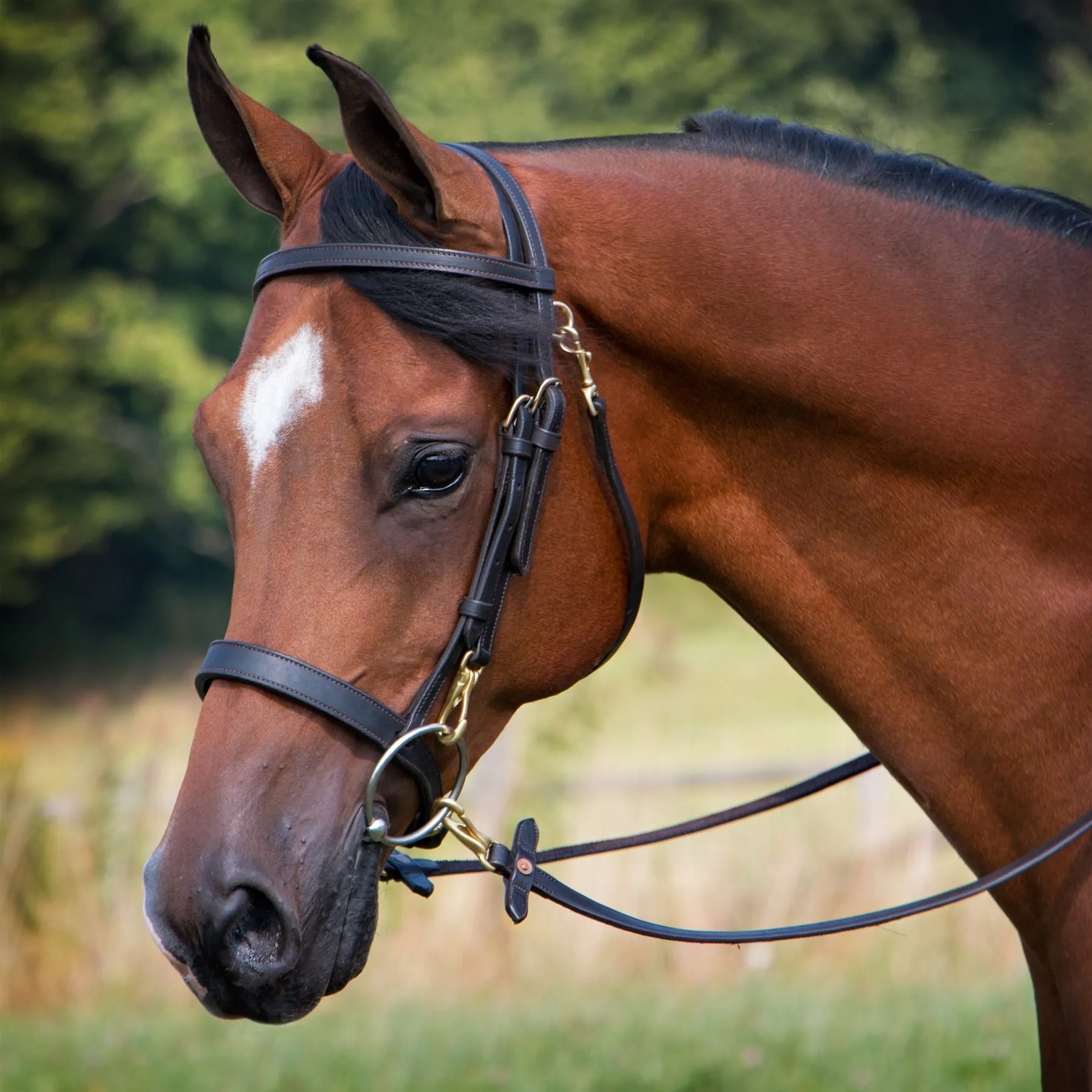 Billy Royal® Straight Nose Training Caveson 2 Billy Royal® Straight Nose Training Caveson - Image 2