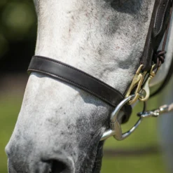 Billy Royal® Straight Nose Training Caveson 10 Billy Royal® Straight Nose Training Caveson -Equestrian Supplies Shop 01746 alt e