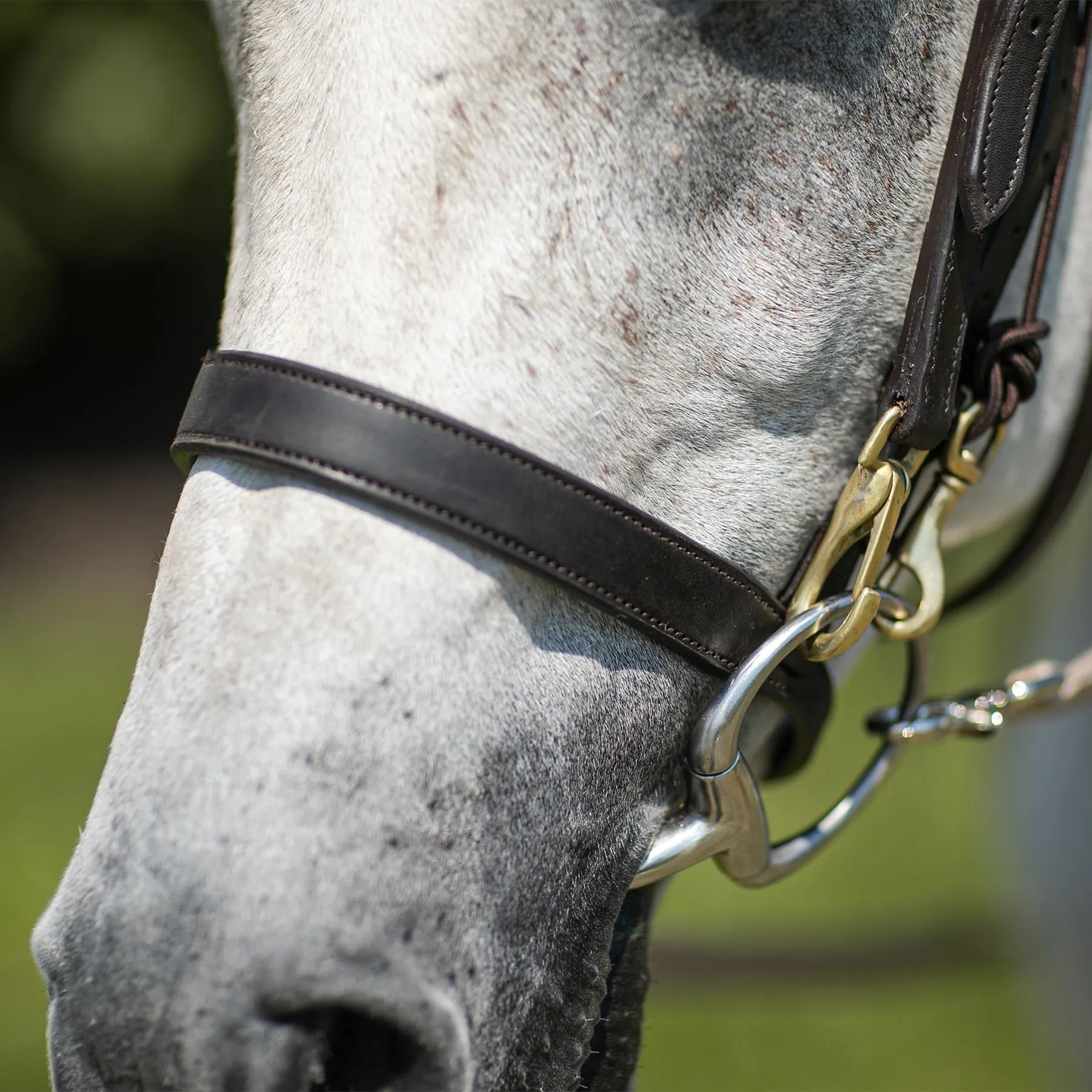 Billy Royal® Straight Nose Training Caveson 5 Billy Royal® Straight Nose Training Caveson - Image 5