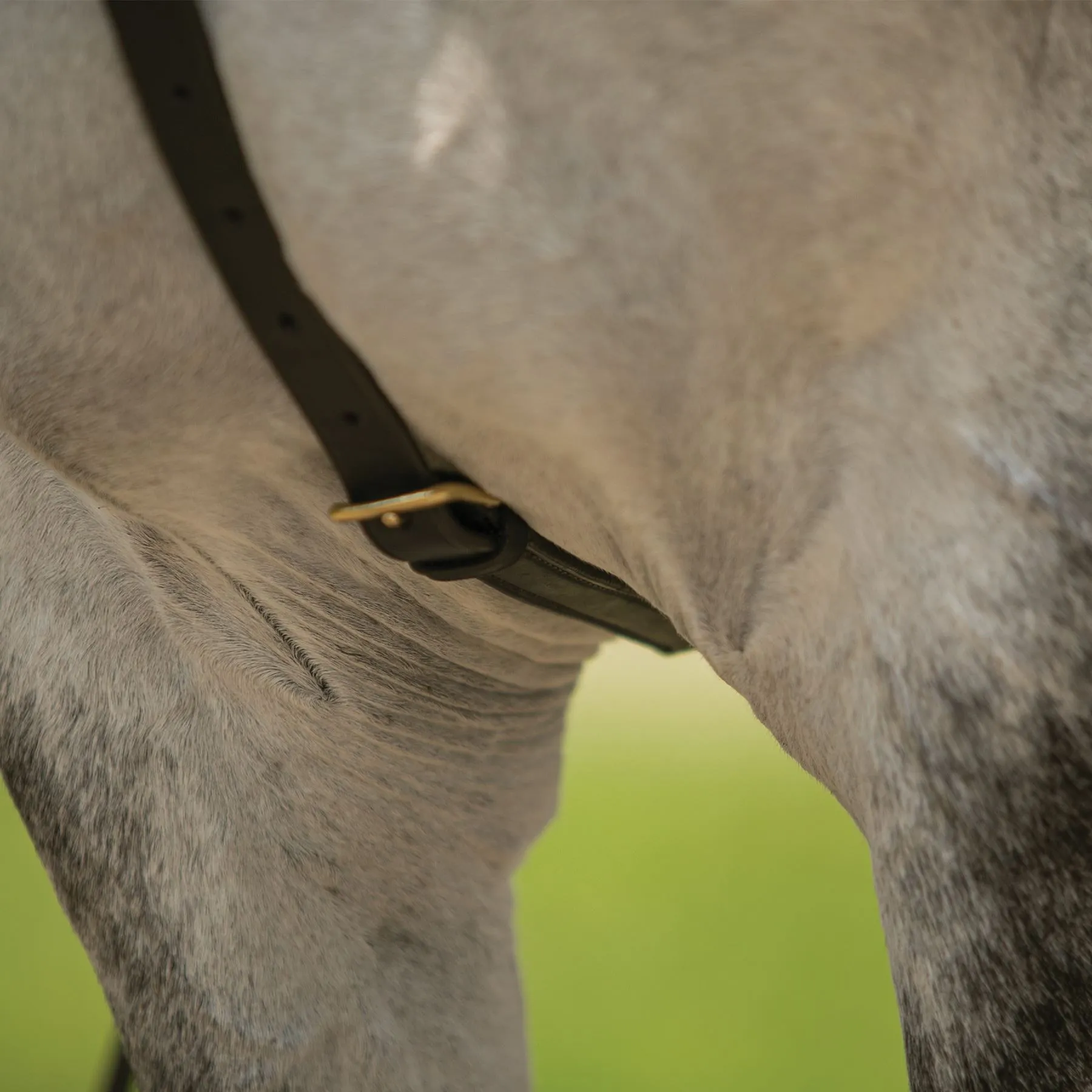 Billy Royal® German Martingale 4 Billy Royal® German Martingale - Image 4