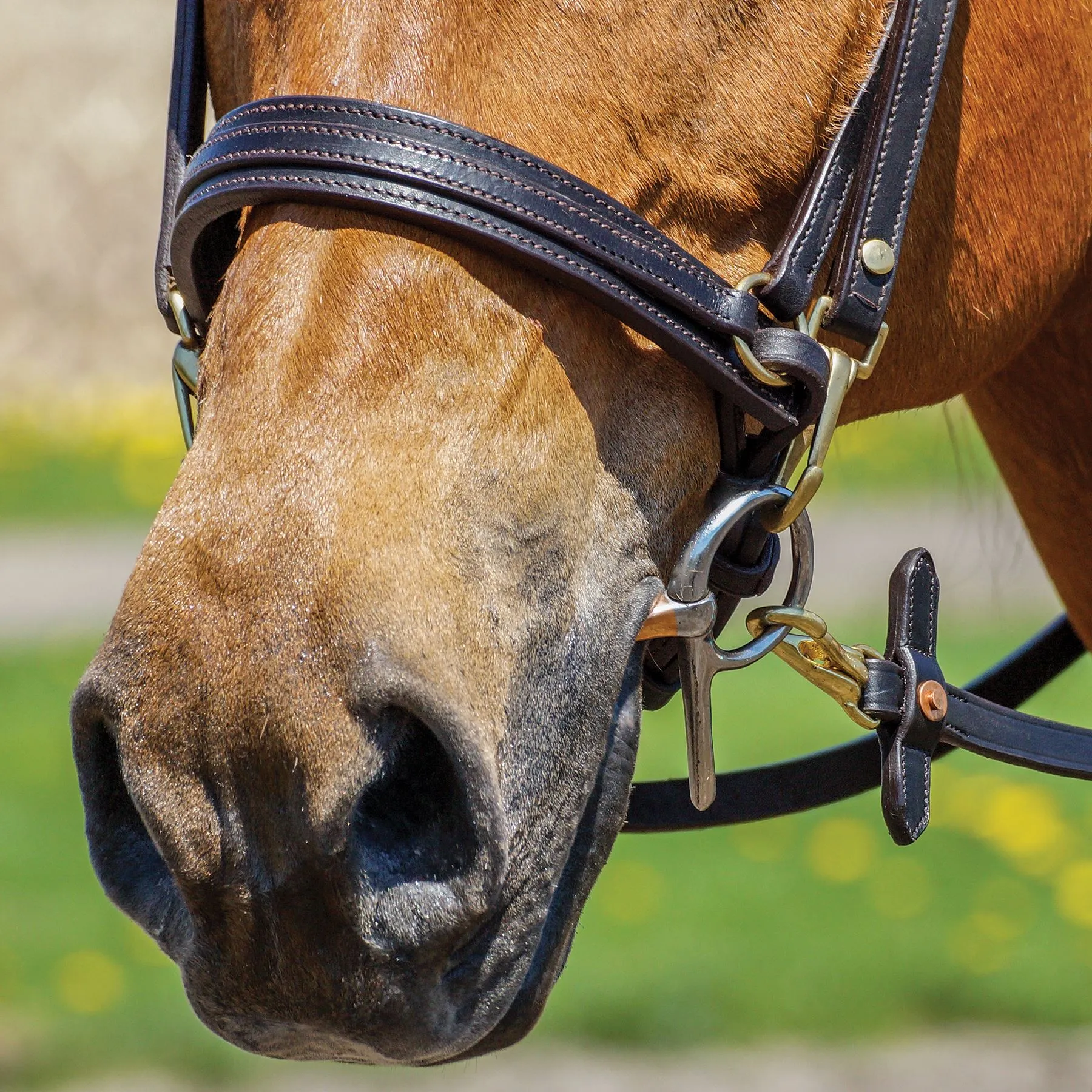 Double S Draw Tight Caveson For Horses 2 Double S Draw Tight Caveson For Horses - Image 2