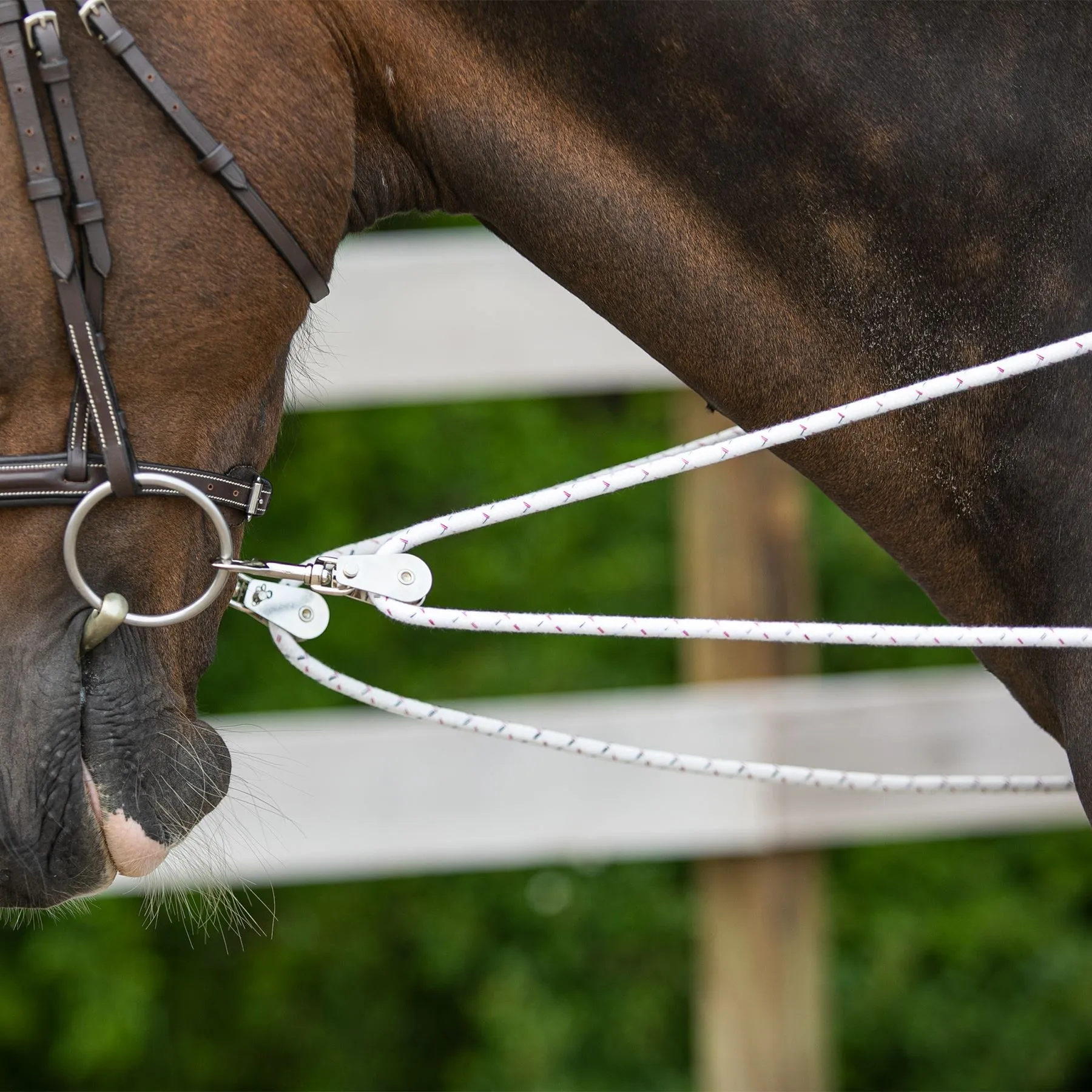 Schneiders Advanced European Training System 12 Schneiders Advanced European Training System - Image 12