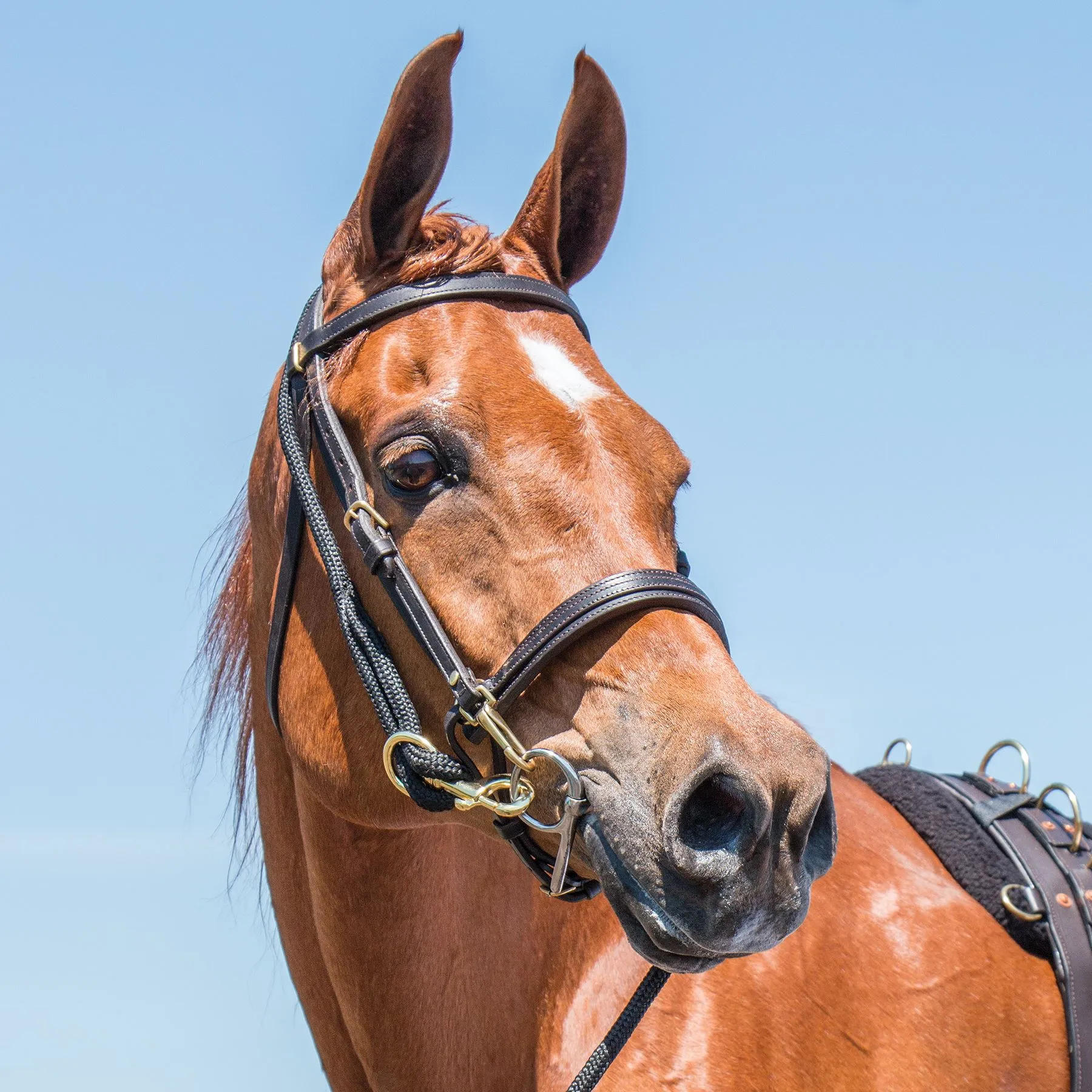 Dura-Tech® Supersoft Lunge Line 2 Dura-Tech® Supersoft Lunge Line - Image 2