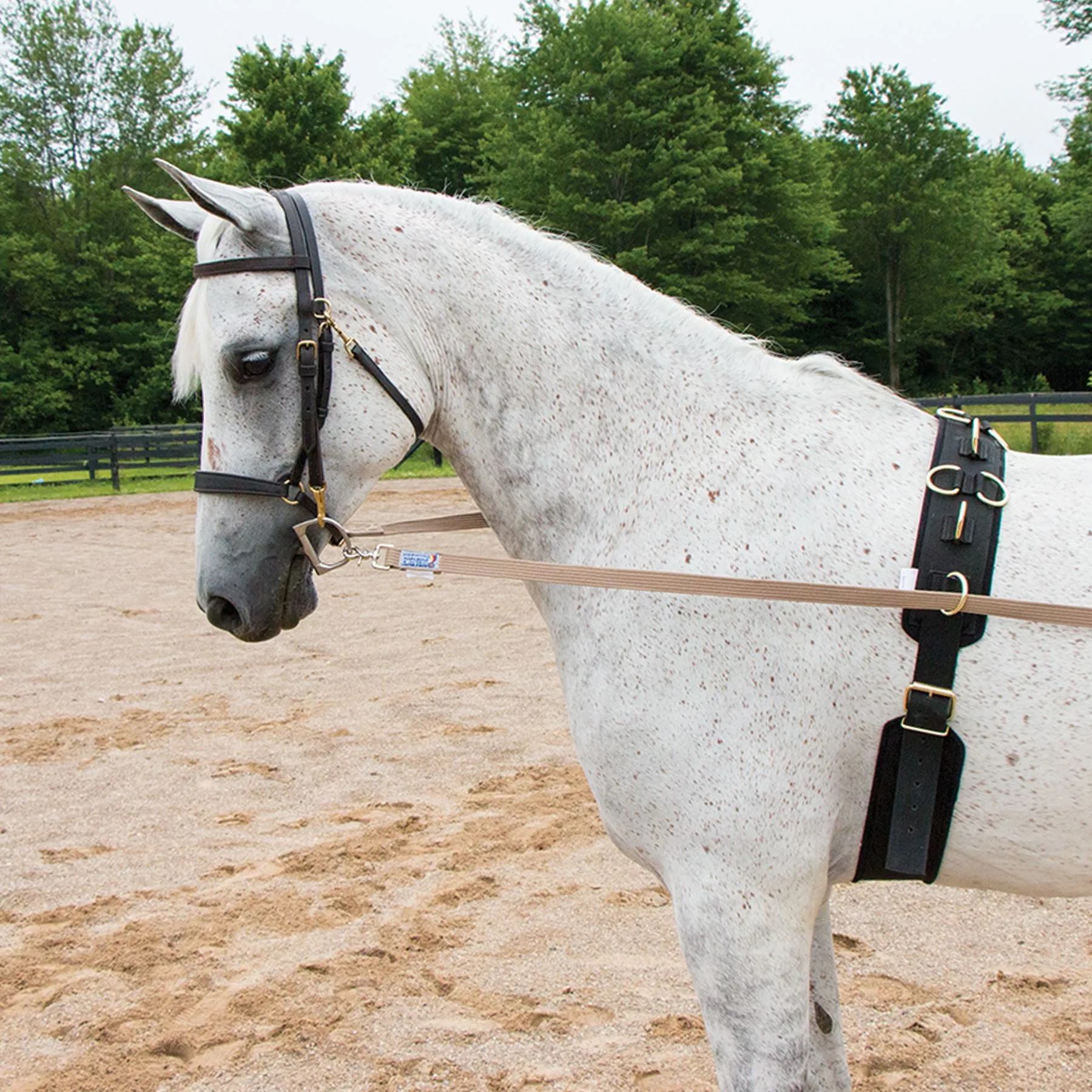 Dura-Tech® Neoprene & Nylon Training Surcingle 4 Dura-Tech® Neoprene & Nylon Training Surcingle - Image 4