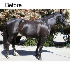 EquiFUSE® CitraFoam™ Shampoo 5 EquiFUSE® CitraFoam™ Shampoo -Equestrian Supplies Shop 23664 alt b