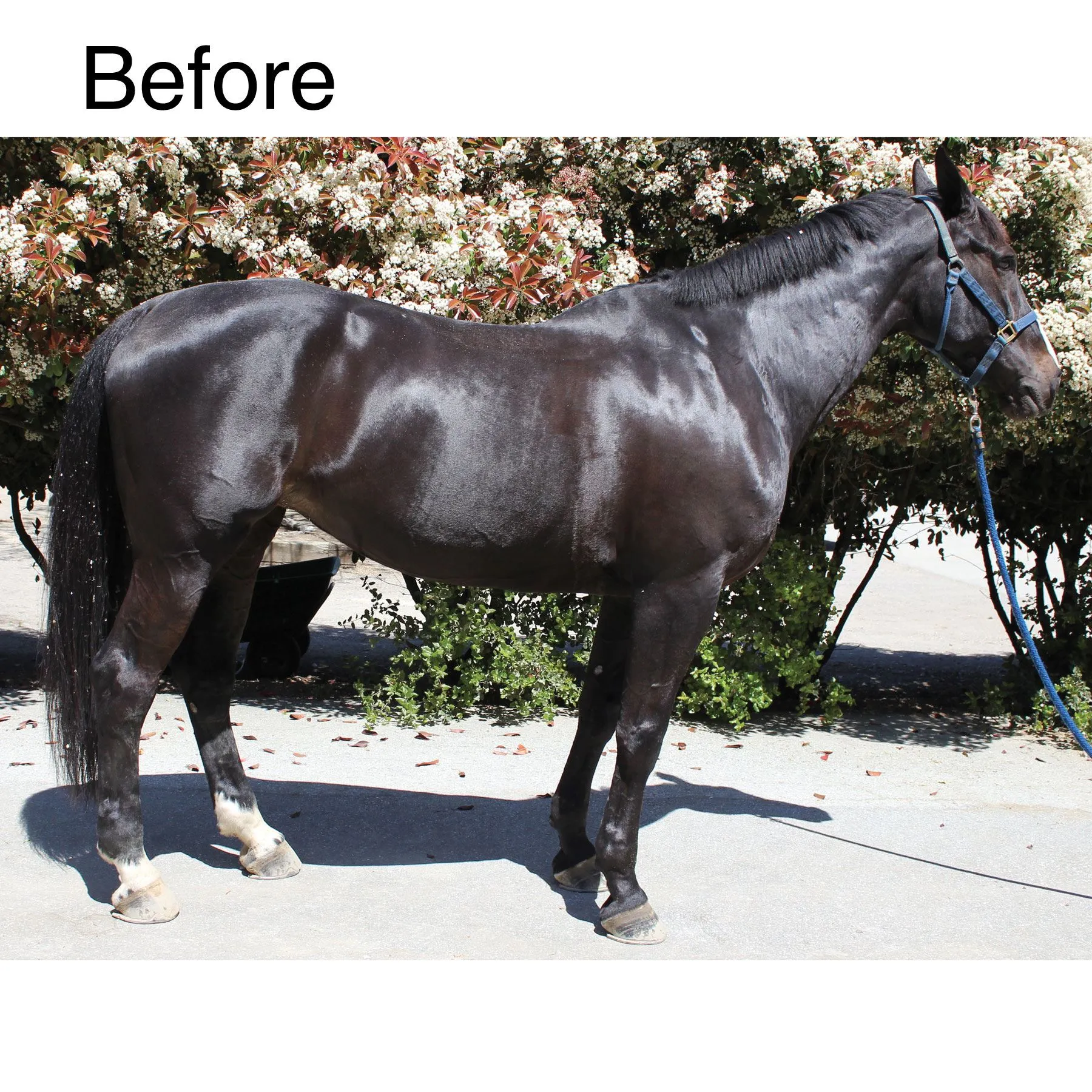 EquiFUSE® CitraCreme™ Conditioner 2 EquiFUSE® CitraCreme™ Conditioner - Image 2