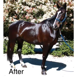 EquiFUSE® CitraCreme™ Conditioner 5 EquiFUSE® CitraCreme™ Conditioner -Equestrian Supplies Shop 23665 alt b