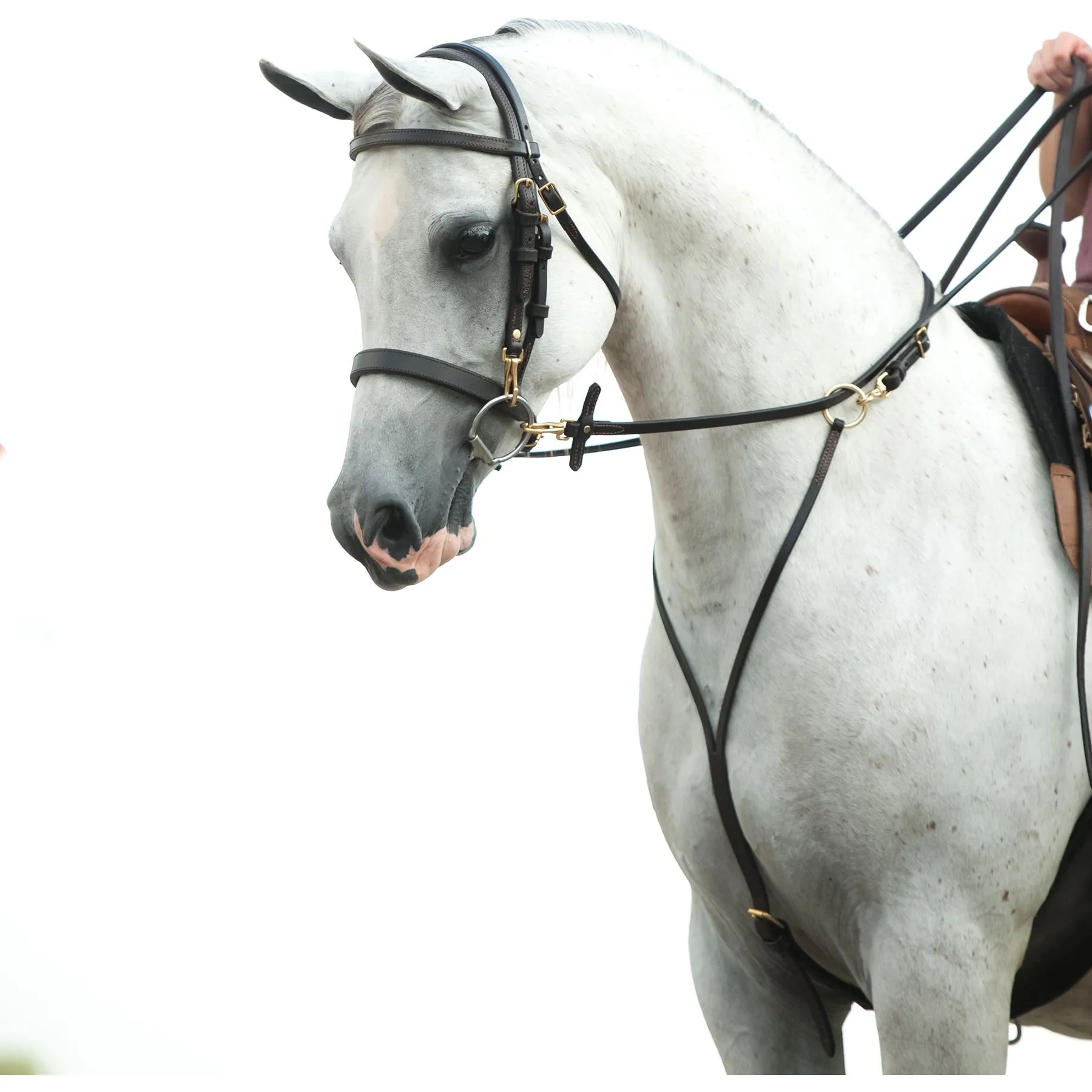 Victor Supreme Bob Hart Arabian Training Martingale 1 Victor Supreme Bob Hart Arabian Training Martingale