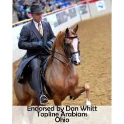 Victor Supreme Bob Hart Arabian Training Martingale 22 Victor Supreme Bob Hart Arabian Training Martingale -Equestrian Supplies Shop 25505 prof c overlay