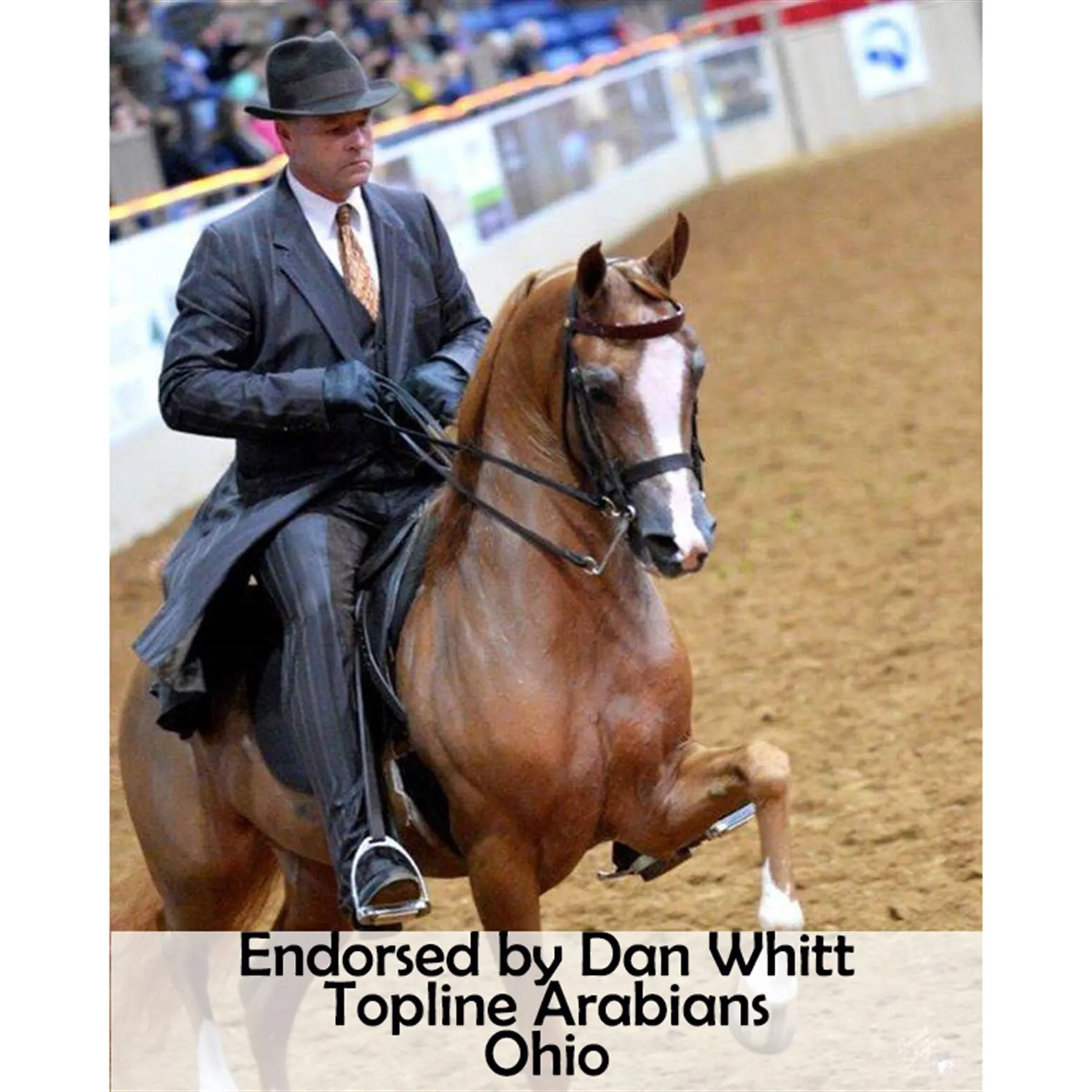 Victor Supreme Bob Hart Arabian Training Martingale 8 Victor Supreme Bob Hart Arabian Training Martingale - Image 8