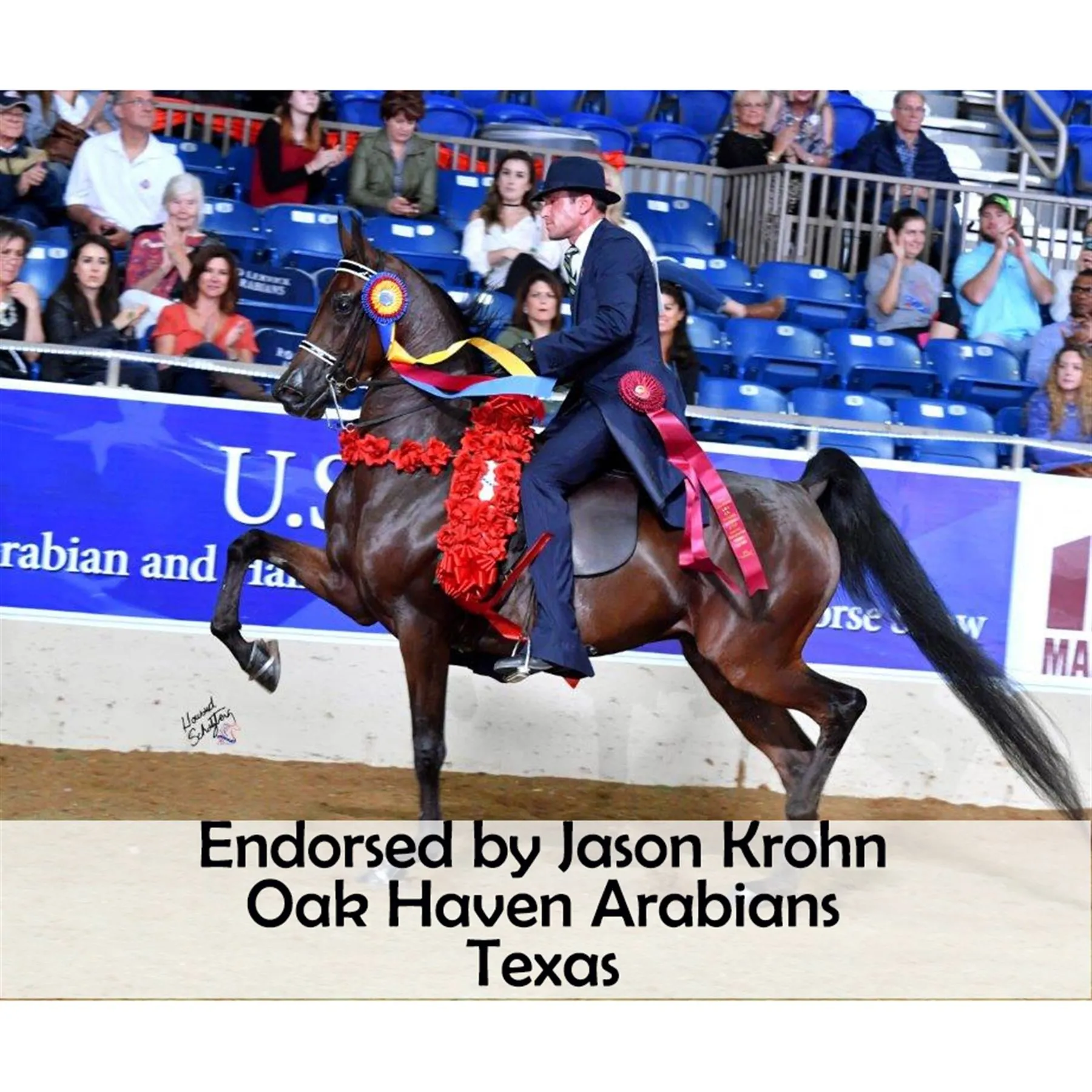 Victor Supreme Bob Hart Arabian Training Martingale 13 Victor Supreme Bob Hart Arabian Training Martingale - Image 13