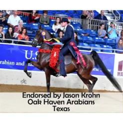 Victor Supreme Gene Lacroix Multi-Ring Training Surcingle 21 Victor Supreme Gene Lacroix Multi-Ring Training Surcingle -Equestrian Supplies Shop 25592 prof h overlay