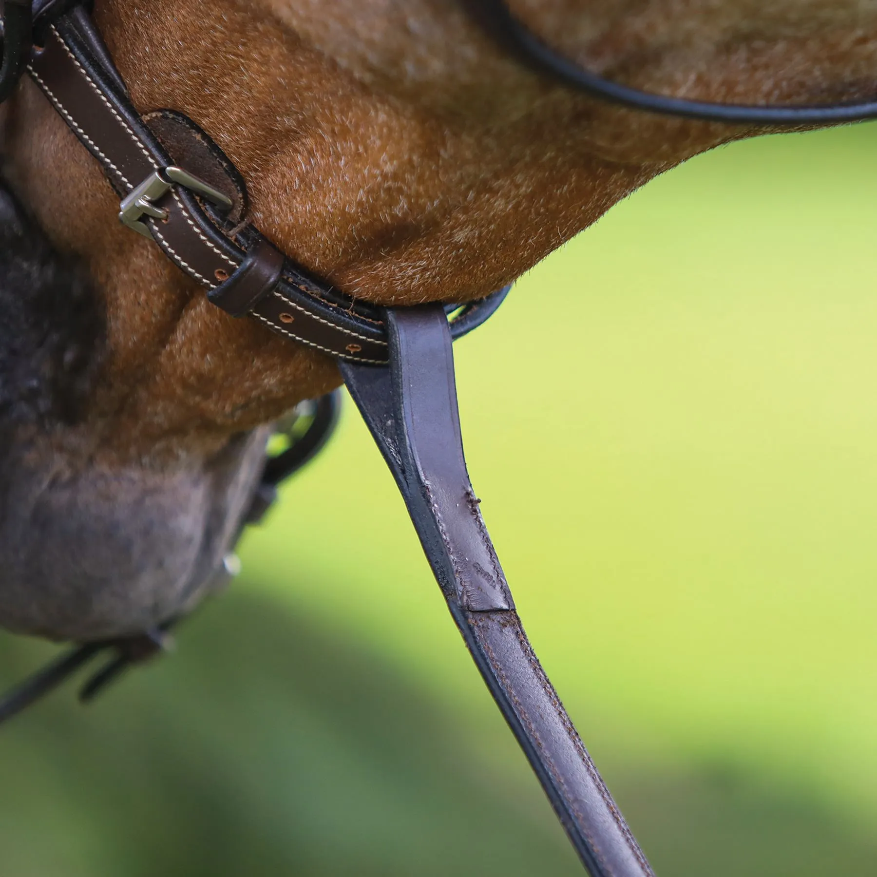 Premier® Premier Raised Fancy Stitched Standing Martingale 10 Premier® Premier Raised Fancy Stitched Standing Martingale - Image 10