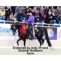 Victor Supreme Arabian Training Halter With Browband 14 Victor Supreme Arabian Training Halter With Browband -Equestrian Supplies Shop 38474 prof b overlay