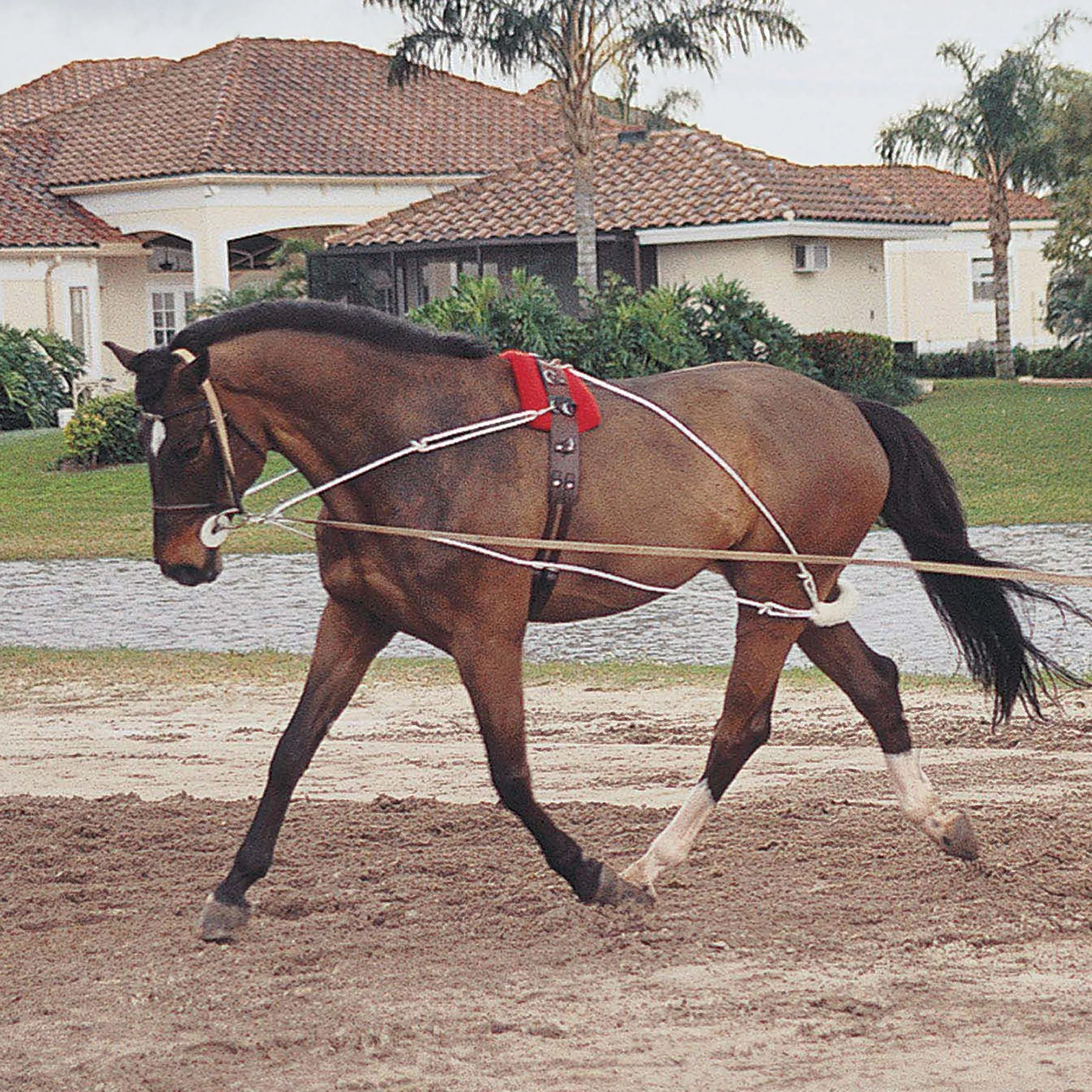 Pessoa Lunging System 1 Pessoa Lunging System