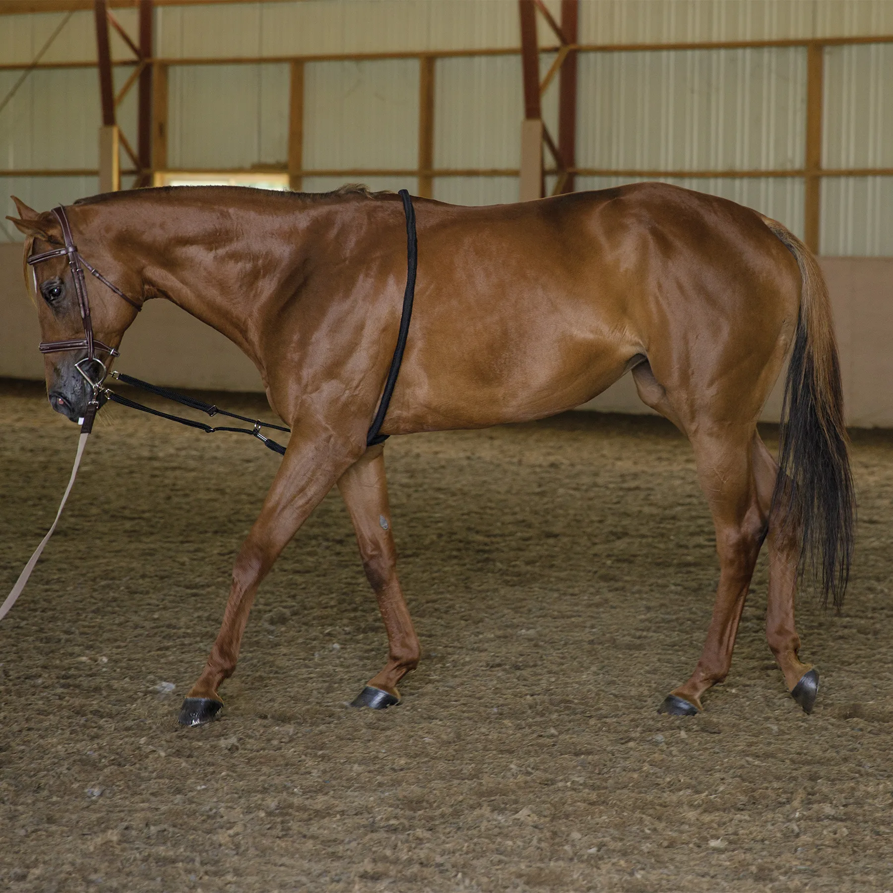 Schneiders® Lunging Aid 7 Schneiders® Lunging Aid - Image 7